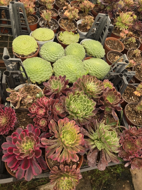 Aeonium Sukulent resmi